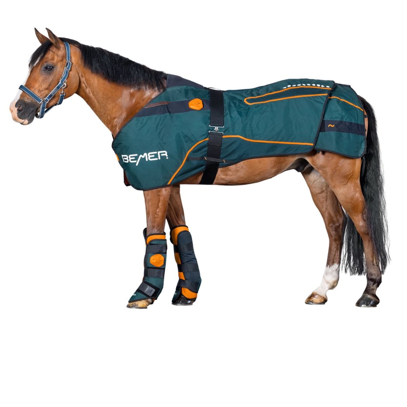 Caballo con la manta BEMER Horse-Set y las polainas puestas