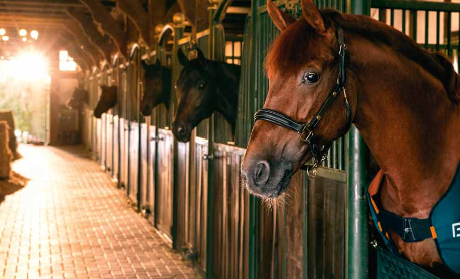 Bemer para Caballos